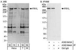 Detection of human and mouse FRYL by western blot (h&m) and immunoprecipitation (h).