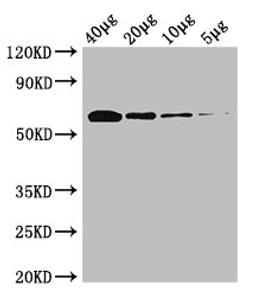 Western Blot. Positive WB detected in: Rosseta bacteria lysate at 40µg, 20µg, 10µg, 5µg. All lanes: poxB antibody at 0.25µg/ml. Secondary. Goat polyclonal to rabbit IgG at 1/50000 dilution. Predicted band size: 63 kDa. Observed band size: 63 kDa