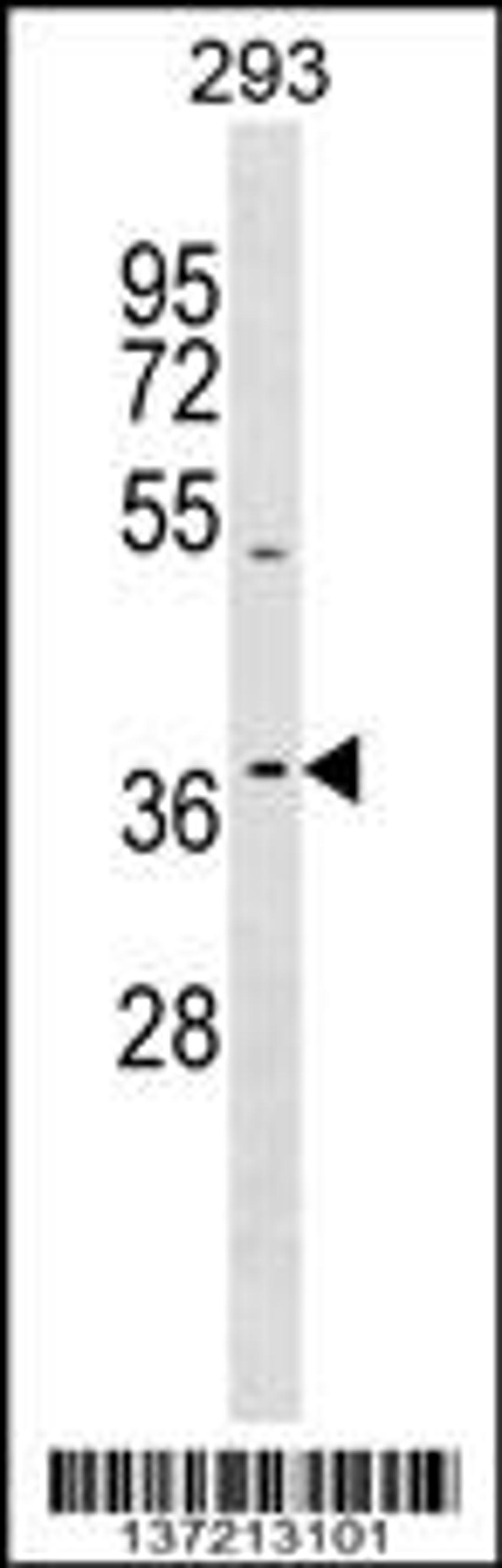 Western blot analysis in 293 cell line lysates (35ug/lane).