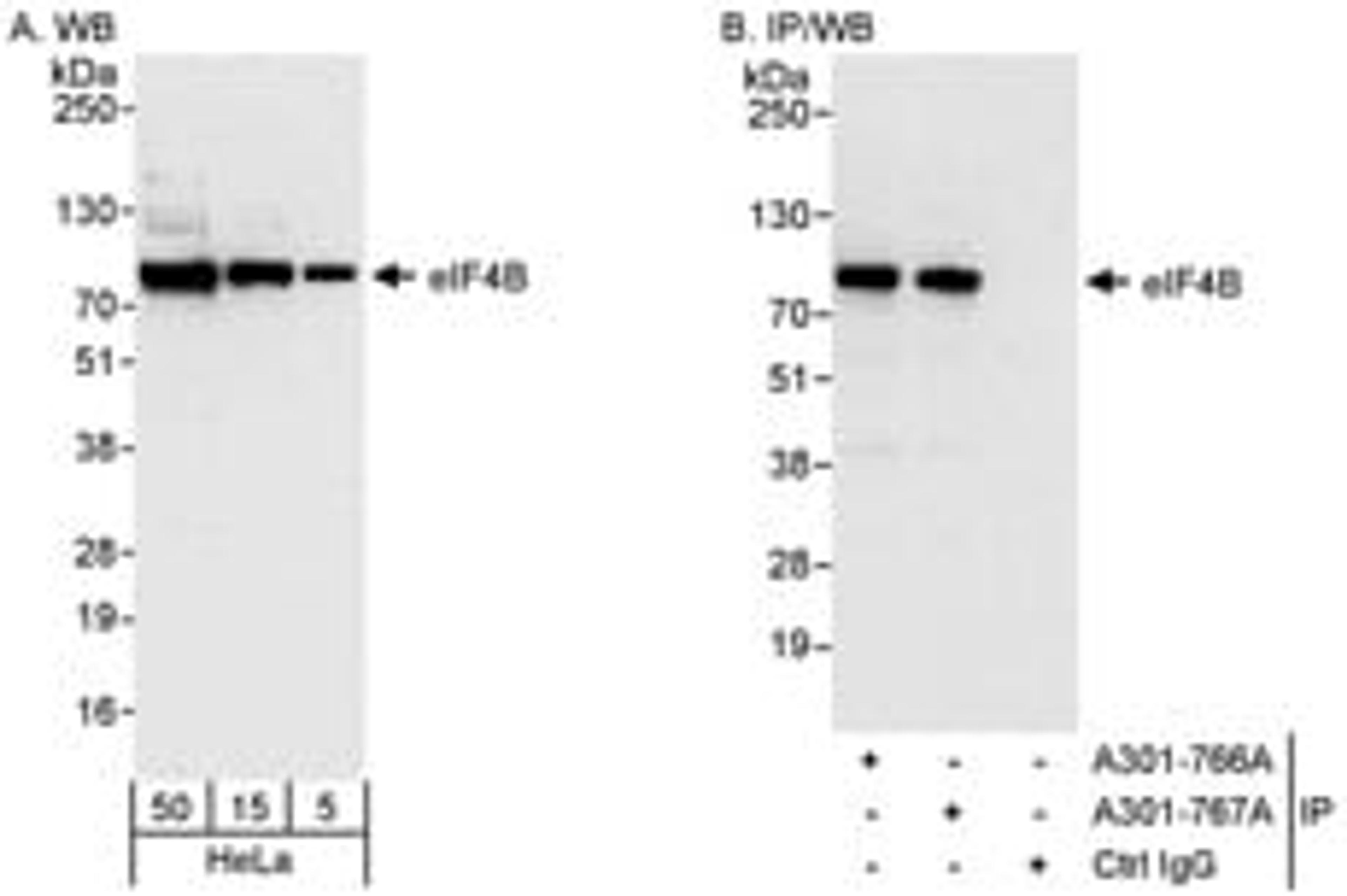 Detection of human eIF4B by western blot and immunoprecipitation.