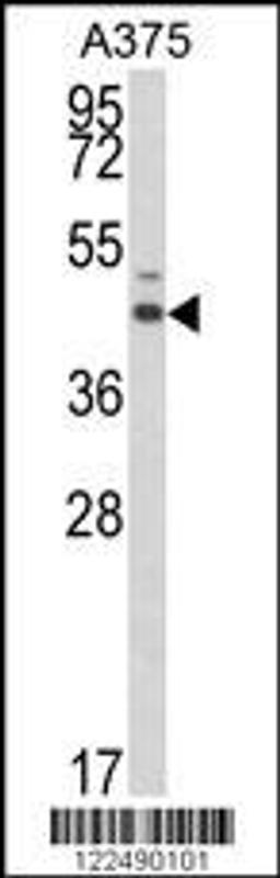 Western blot analysis of ESRRA Antibody in A375 cell line lysates (35ug/lane)