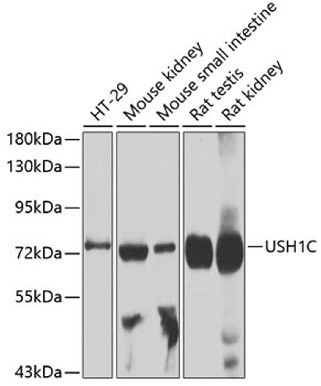 Western blot - USH1C antibody (A4368)