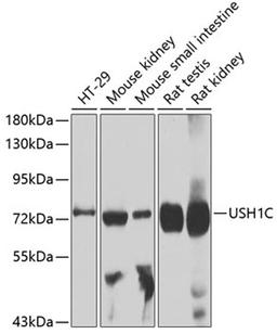 Western blot - USH1C antibody (A4368)