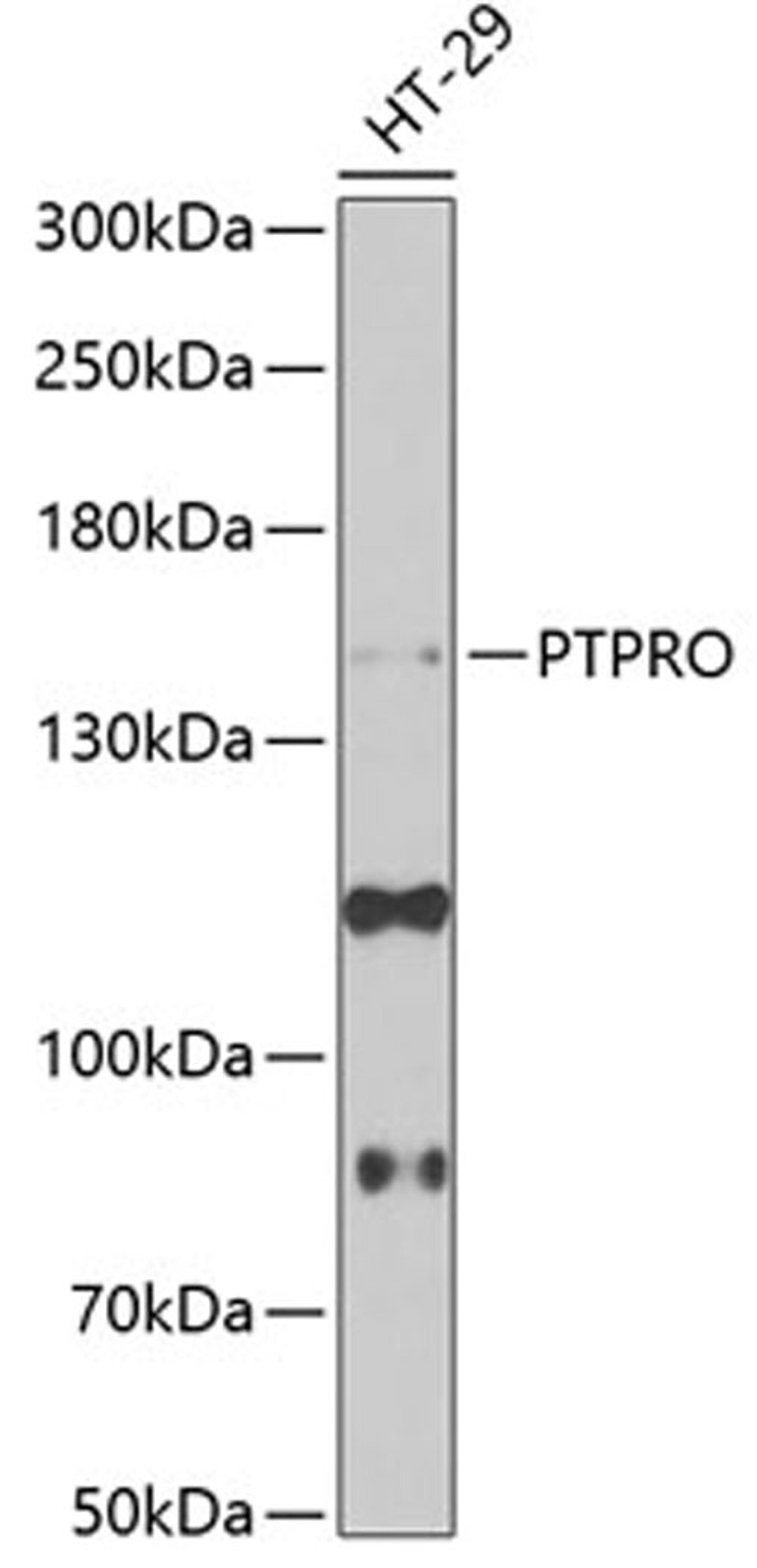 Western blot - PTPRO Antibody (A6958)