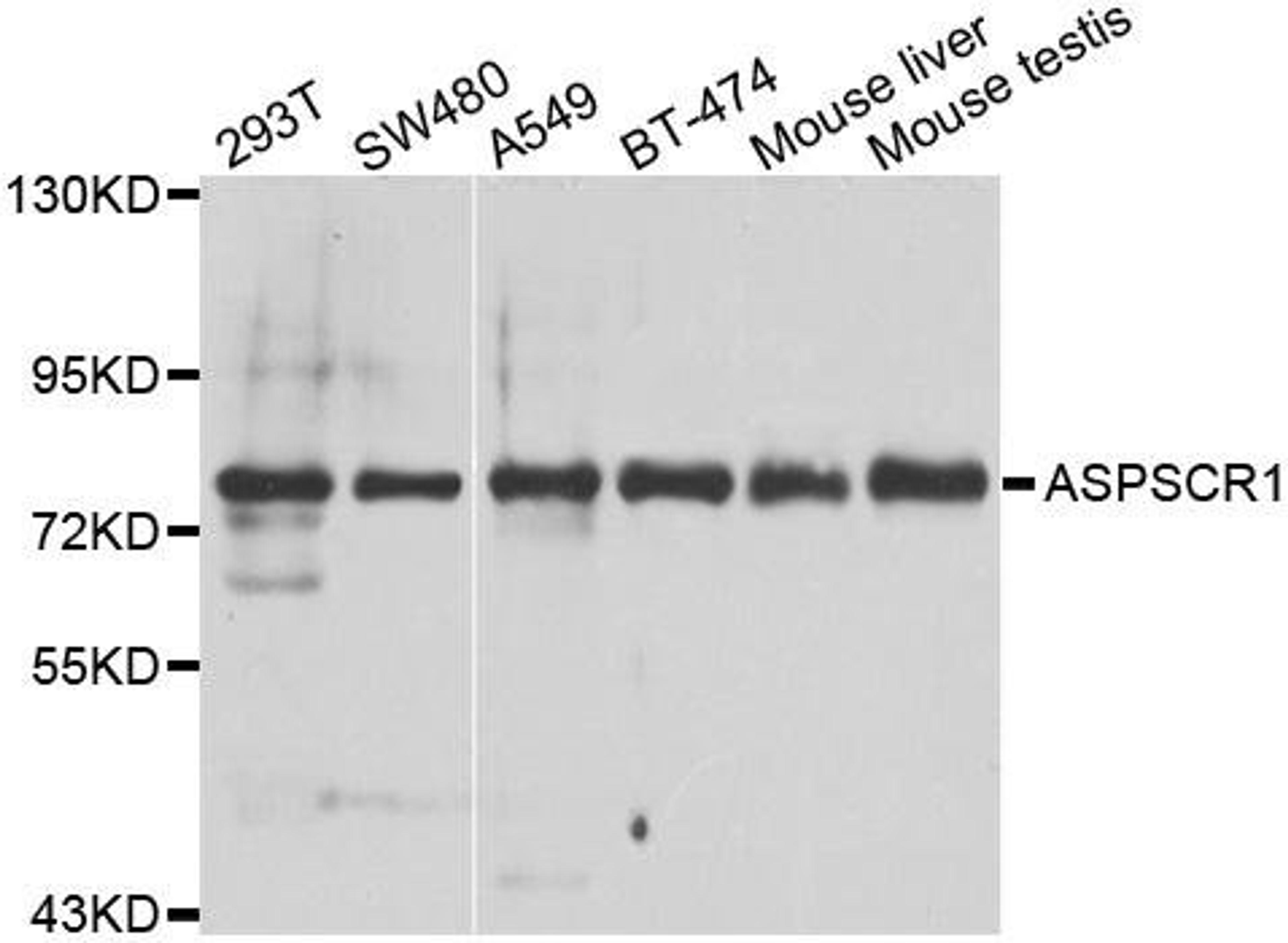 Western blot analysis of extracts of various cell lines using ASPSCR1 antibody