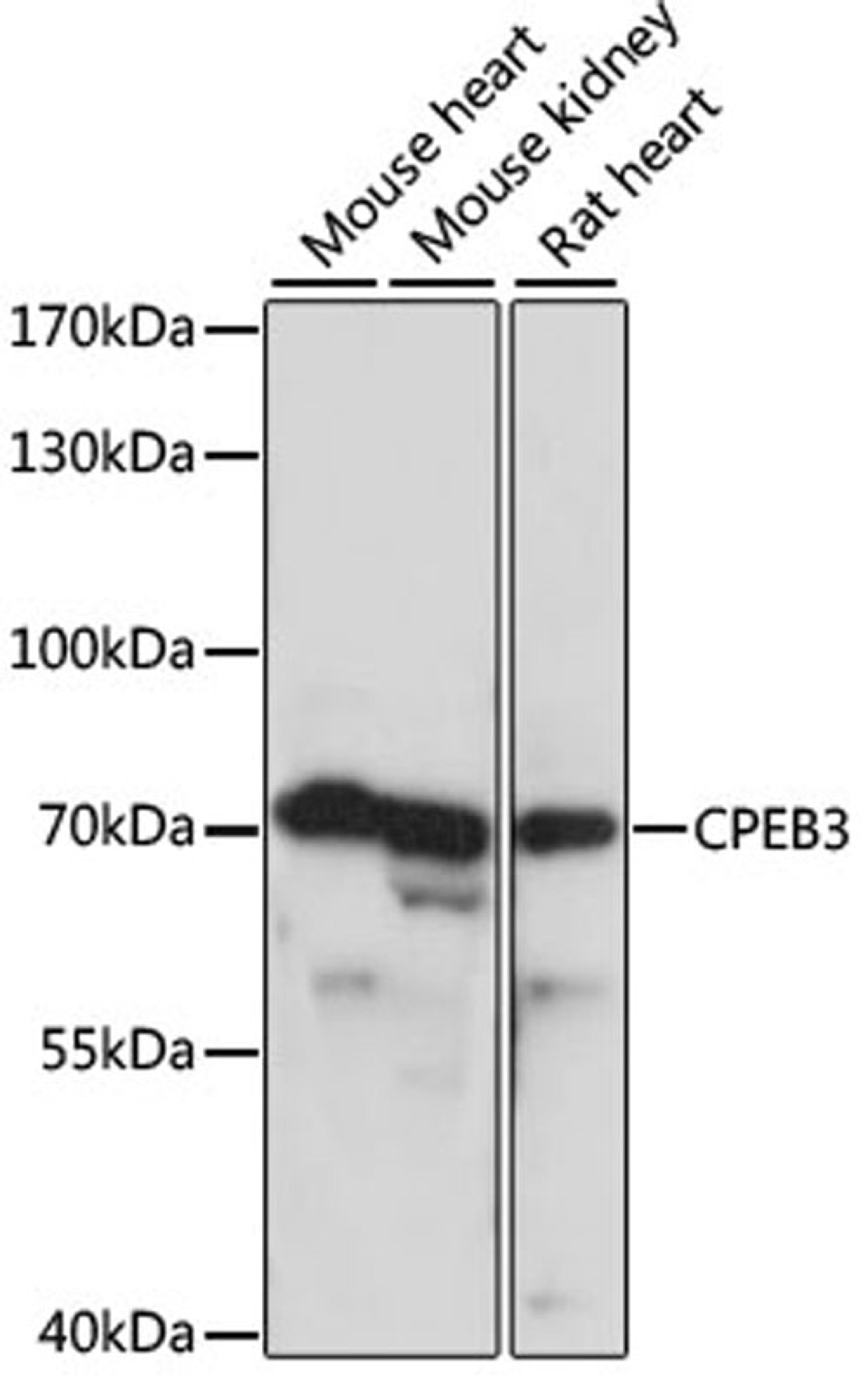 Western blot - CPEB3 antibody (A15402)