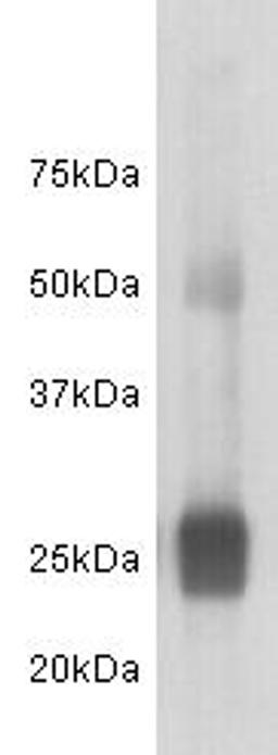 Western Blot analysis of human IgG using Human IgG L Chain monoclonal antibody