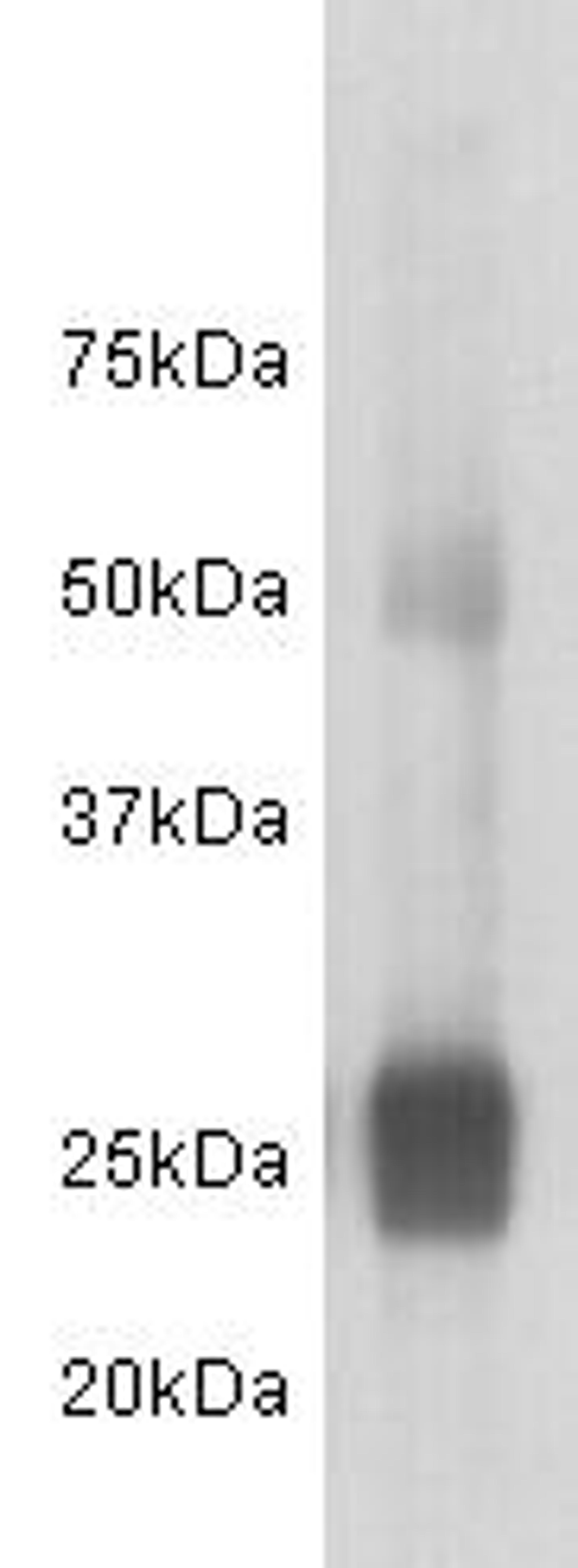 Western Blot analysis of human IgG using Human IgG L Chain monoclonal antibody