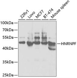 Western blot - HNRNPF antibody (A5505)