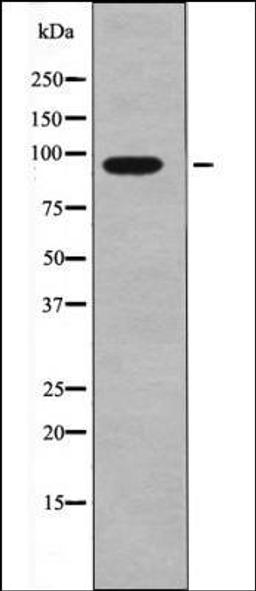 Western blot analysis of NIH-3T3 whole cell lysates using FGFR1/2 -Phospho-Tyr730/733- antibody