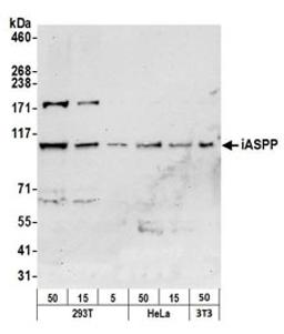 Detection of human and mouse iASPP by western blot.