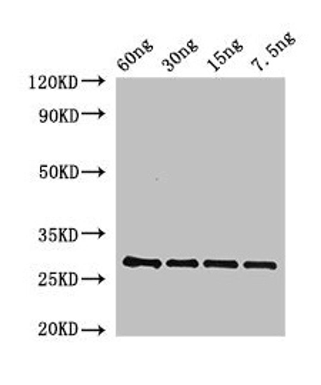 Western Blot. Positive WB detected in Recombinant protein. All lanes: BAS1 antibody at 2.5µg/ml. Secondary. Goat polyclonal to rabbit IgG at 1/50000 dilution. Predicted band size: 28 kDa. Observed band size: 28 kDa