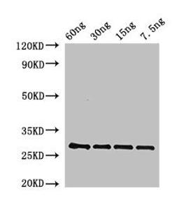 Western Blot. Positive WB detected in Recombinant protein. All lanes: BAS1 antibody at 2.5µg/ml. Secondary. Goat polyclonal to rabbit IgG at 1/50000 dilution. Predicted band size: 28 kDa. Observed band size: 28 kDa