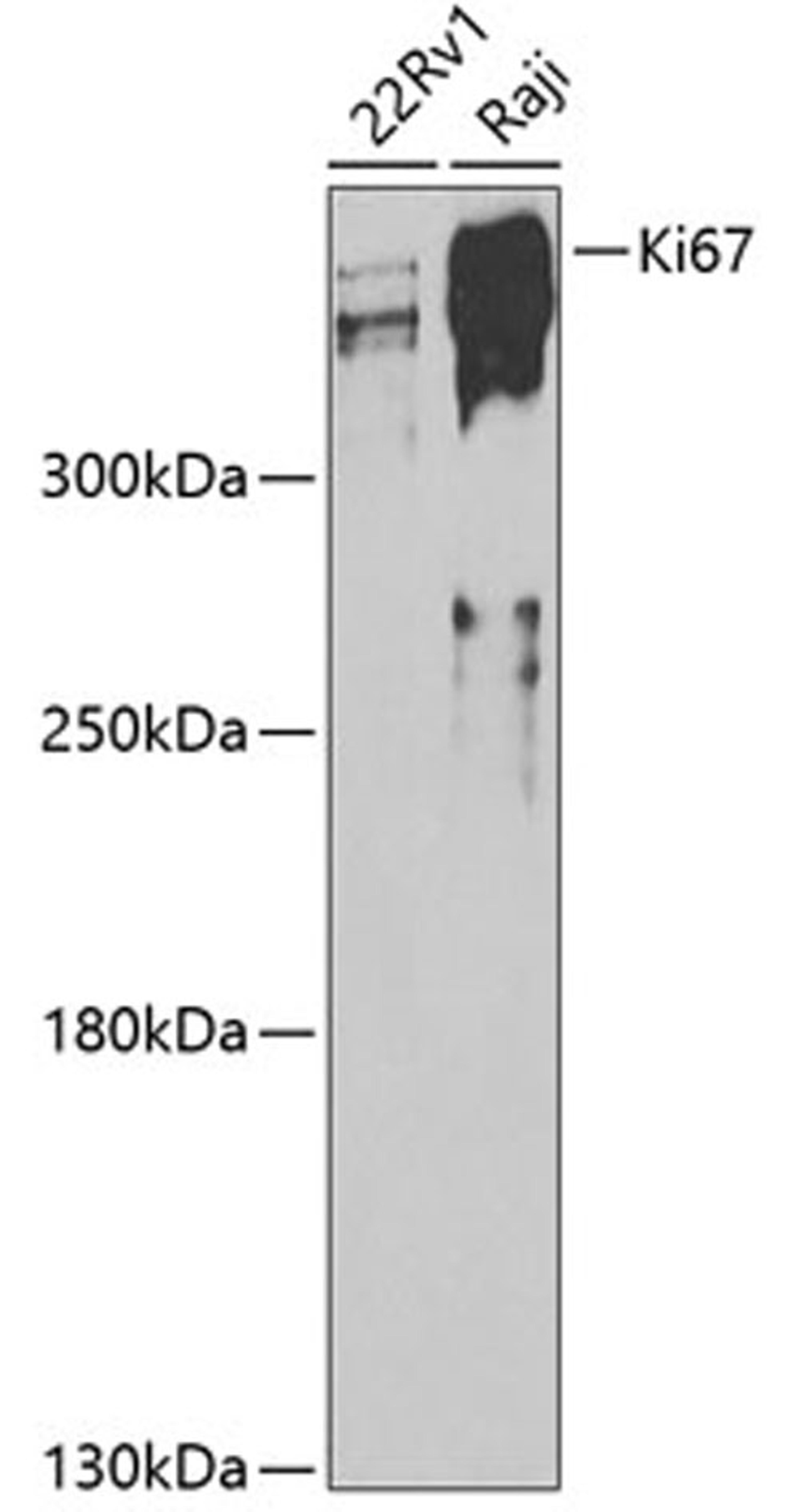 Western blot - Ki67 antibody (A11390)