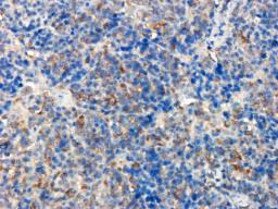 Immunohistochemical staining of paraffin embedded rat spleen tissue using anti-BMP2 (primary antibody at 1:200)