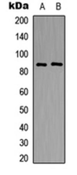 Western blot analysis of HEK293T (Lane1), Raw264.7 (Lane2) whole cell using NPAS4 antibody