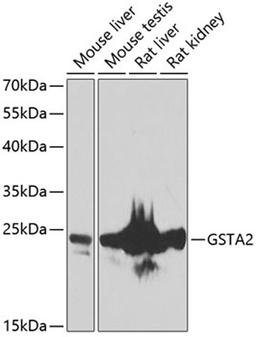 Western blot - GSTA2 antibody (A7678)