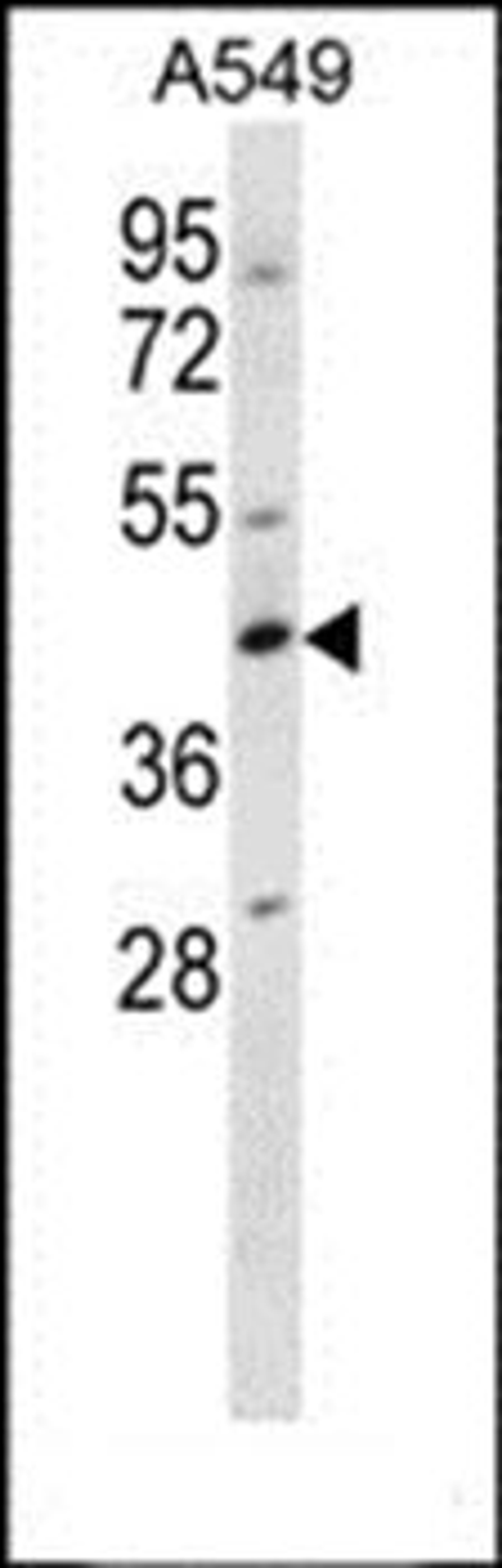 Western blot analysis of A549 cell line lysates (35ug/lane)using WDR45 antibody (primary antibody dilution at: 1:1000)