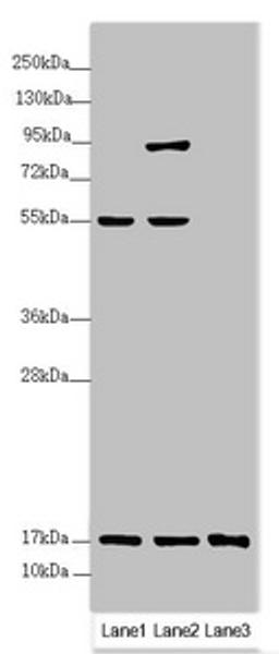 Western blot. All lanes: UXT antibody at 3.2 ug/ml. Lane 1: HL60 whole cell lysate. Lane 2: 293T whole cell lysate. Lane 3: Hela whole cell lysate. Secondary. Goat polyclonal to rabbit IgG at 1/10000 dilution. Predicted band size: 18 kDa. Observed band size: 18, 80, 55 kDa. 