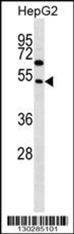 Western blot analysis in HepG2 cell line lysates (35ug/lane).