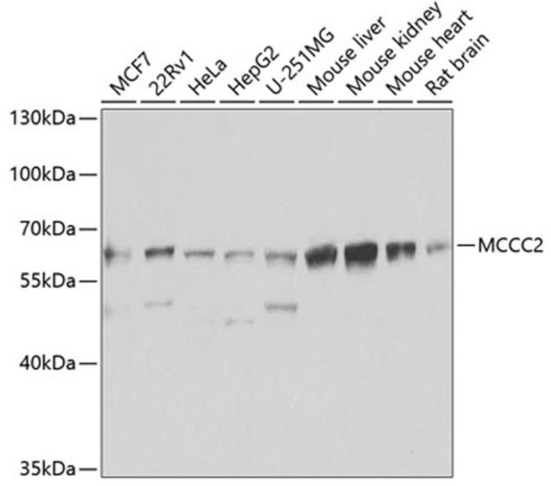 Western blot - MCCC2 antibody (A7990)