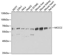 Western blot - MCCC2 antibody (A7990)