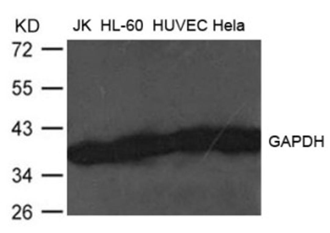 Western blot analysis of extract from JK, HL-60, HUVEC and HeLa cells using GAPDH Antibody.