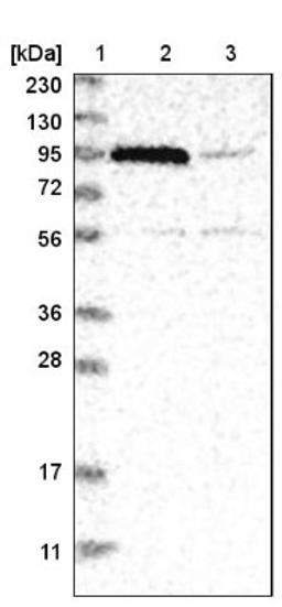 Western Blot: NSMAF Antibody [NBP1-84735] - Lane 1: Marker [kDa] 230, 130, 95, 72, 56, 36, 28, 17, 11<br/>Lane 2: Human cell line RT-4<br/>Lane 3: Human cell line U-251MG sp