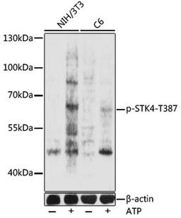 Western blot - phospho-STK4-T387 pAb (AP0906)