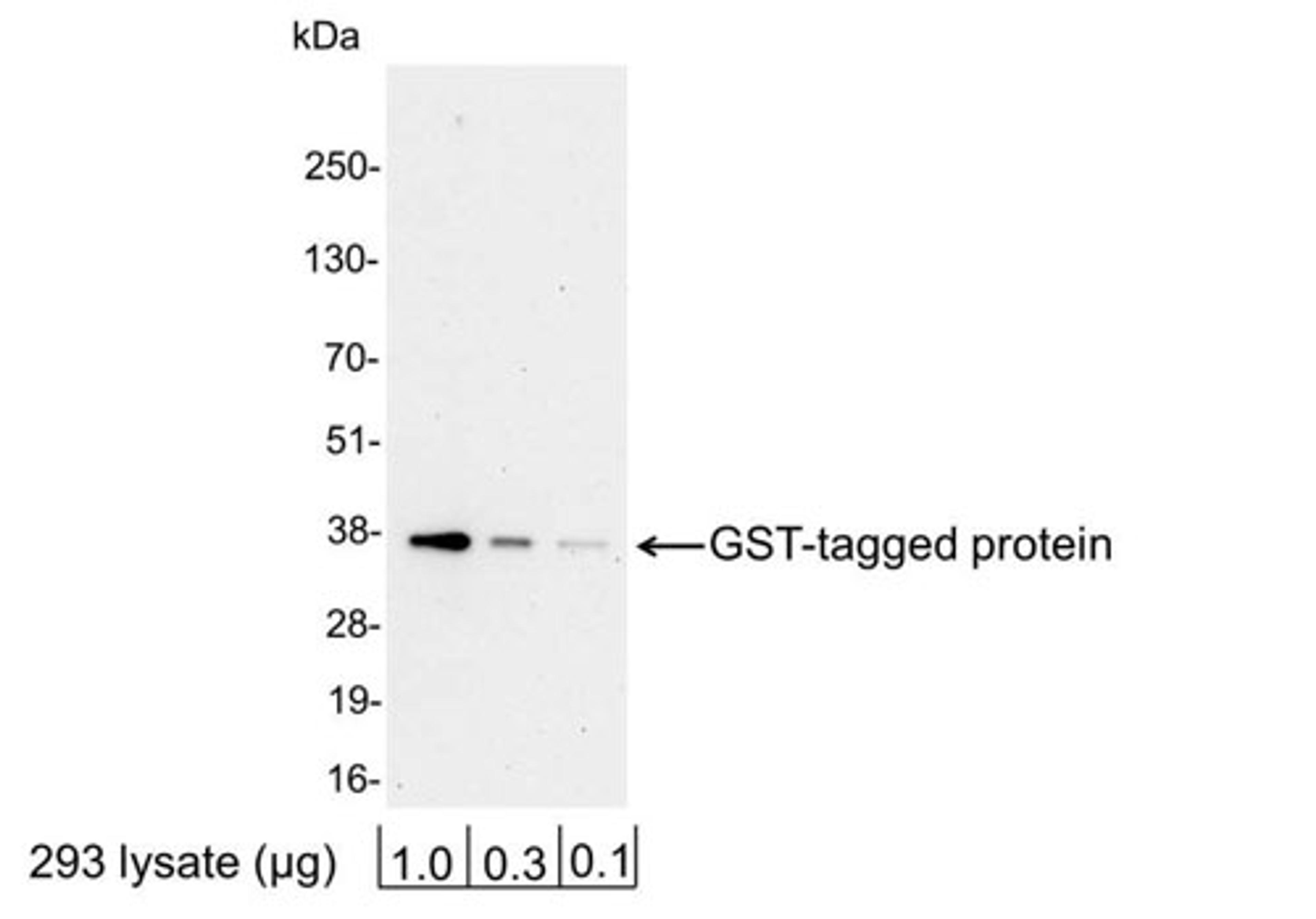 Detection of GST-tagged Protein by WB.