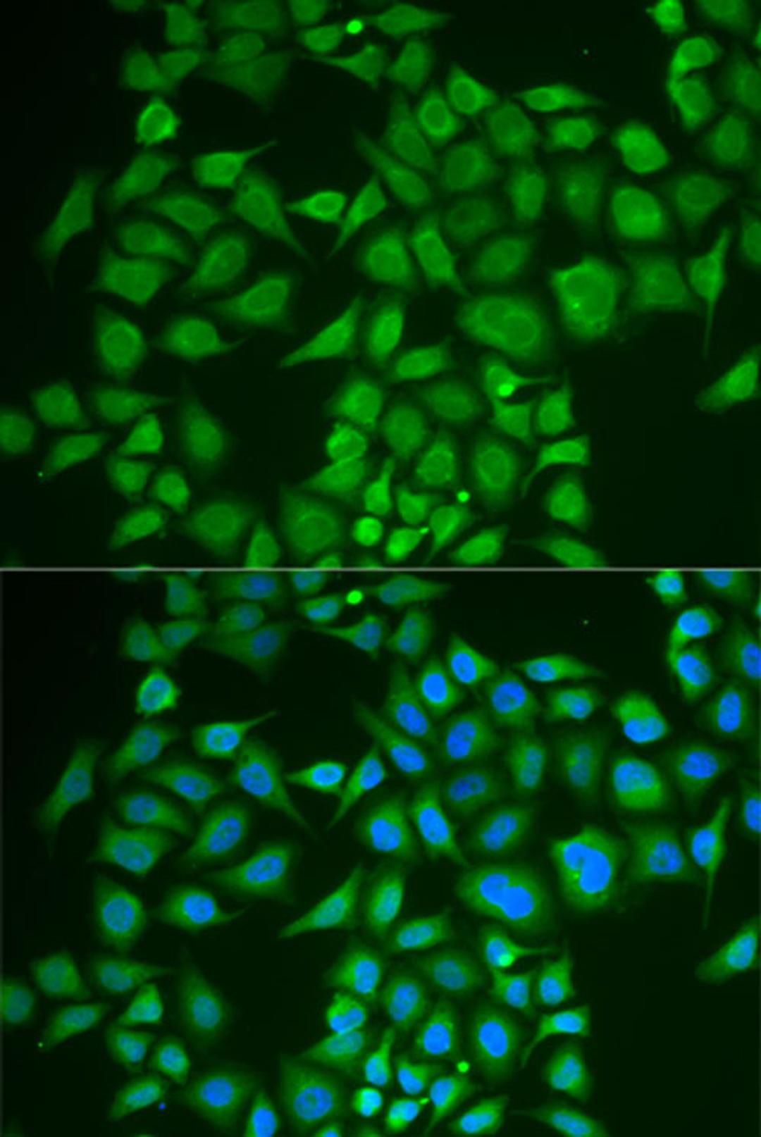 Immunofluorescence - PNOC antibody (A6395)