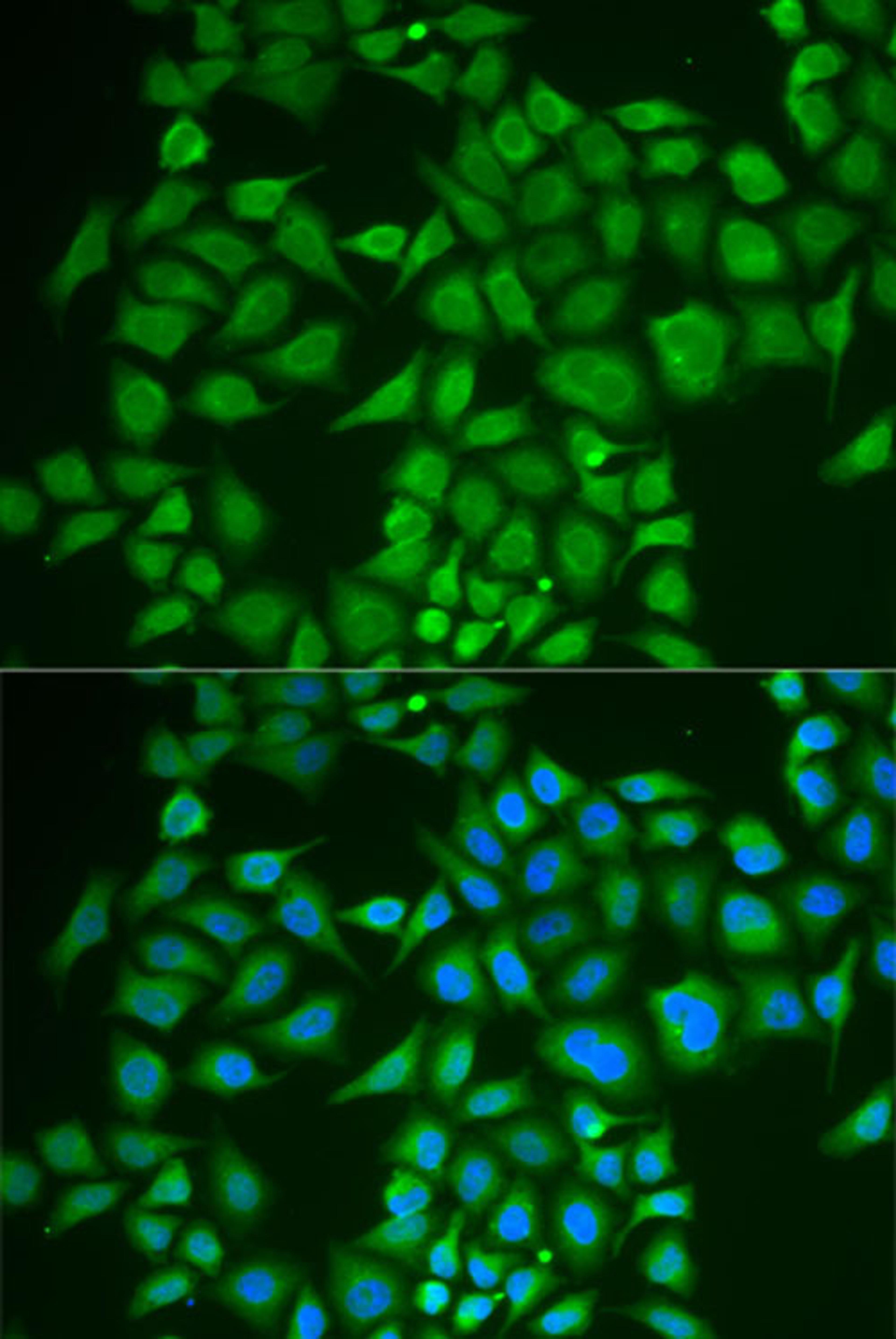 Immunofluorescence - PNOC antibody (A6395)