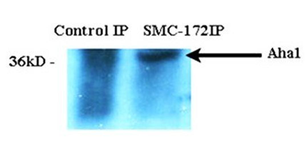 Western blot analysis of HeLa cell lysates using Aha1 antibody