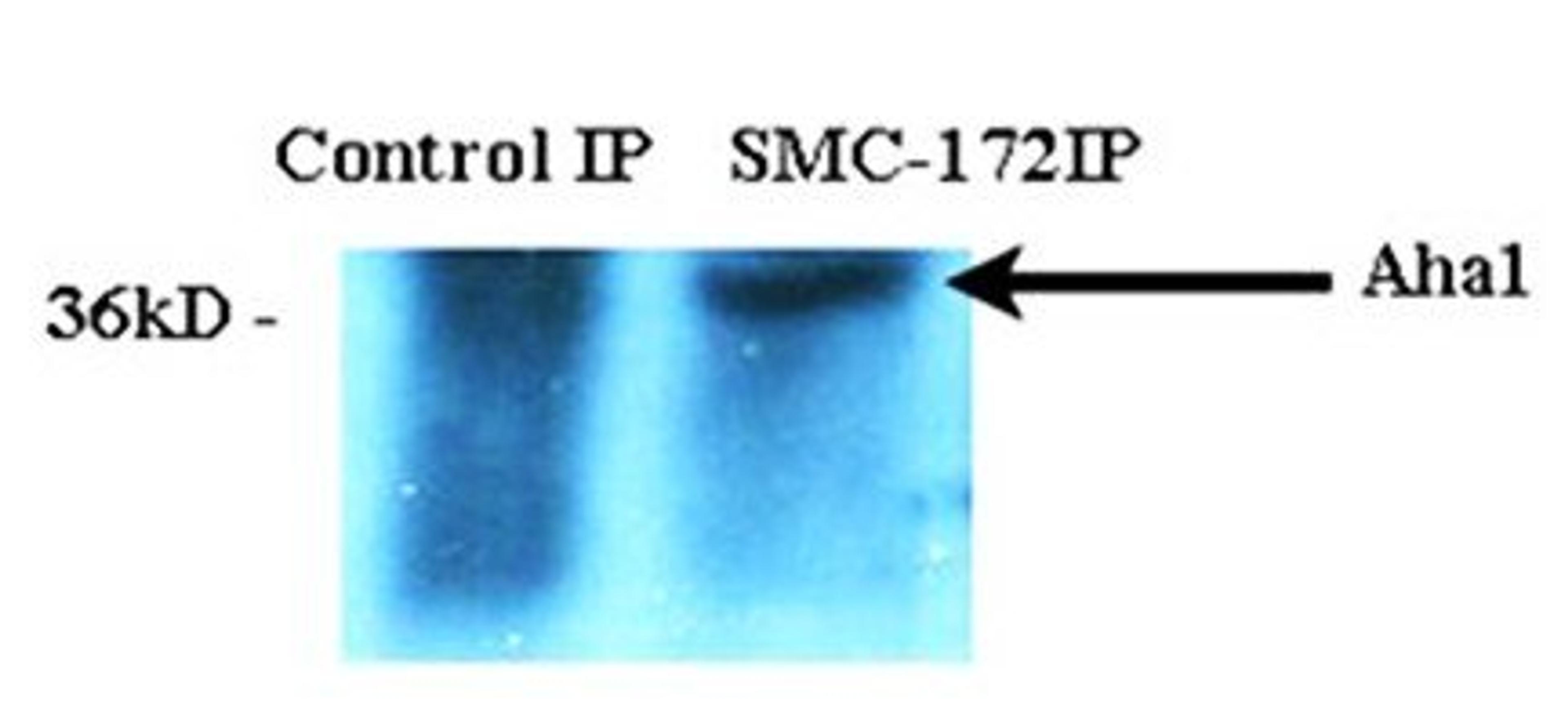 Western blot analysis of HeLa cell lysates using Aha1 antibody