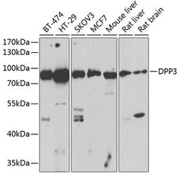 Western blot - DPP3 antibody (A13390)