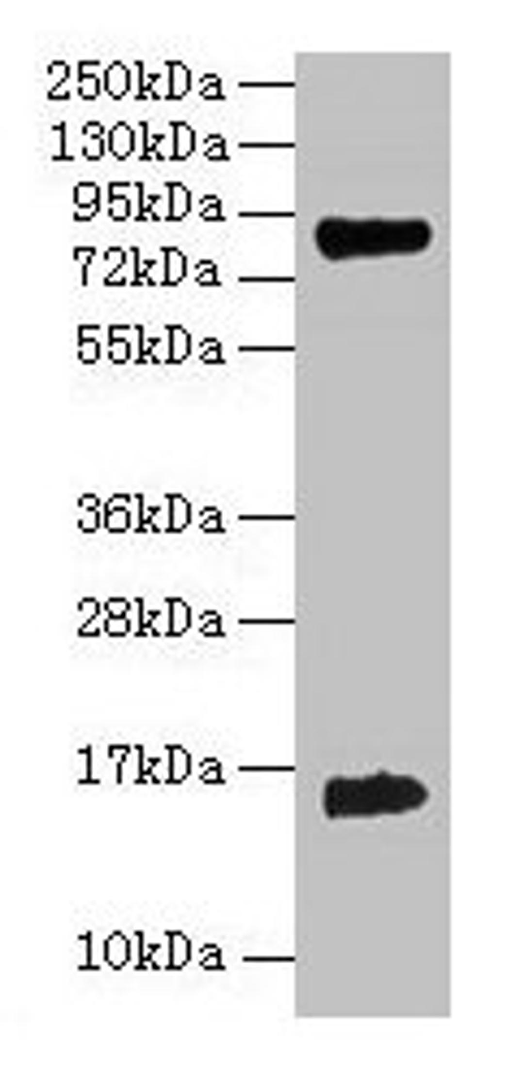 Western blot. All lanes: Hemoglobin polyclonal antibody at 2µg/ml + 293T whole cell lysate. Secondary. Goat polyclonal to rabbit IgG at 1/15000 dilution. Predicted band size: 16 kDa. Observed band size: 16 kDa