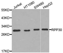 Western blot analysis of extracts of various cells using RPP30 antibody