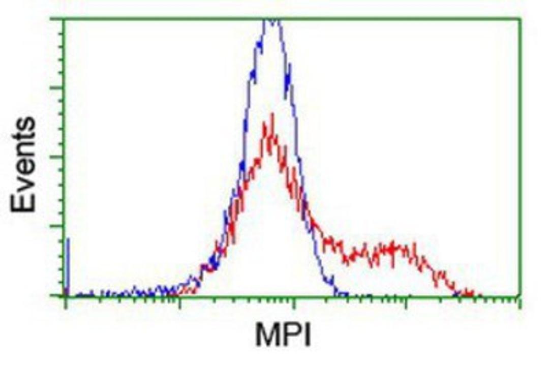 Flow Cytometry: Mannose Phosphate Isomerase Antibody (1C7) [NBP2-02043] - HEK293T cells transfected with either overexpression plasmid (Red) or empty vector control plasmid (Blue) were immunostained by anti-Mannose Phosphate Isomerase antibody, and then analyzed by flow cytometry.