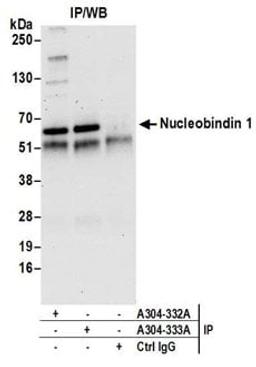 Detection of human Nucleobindin 1 by western blot of immunoprecipitates.