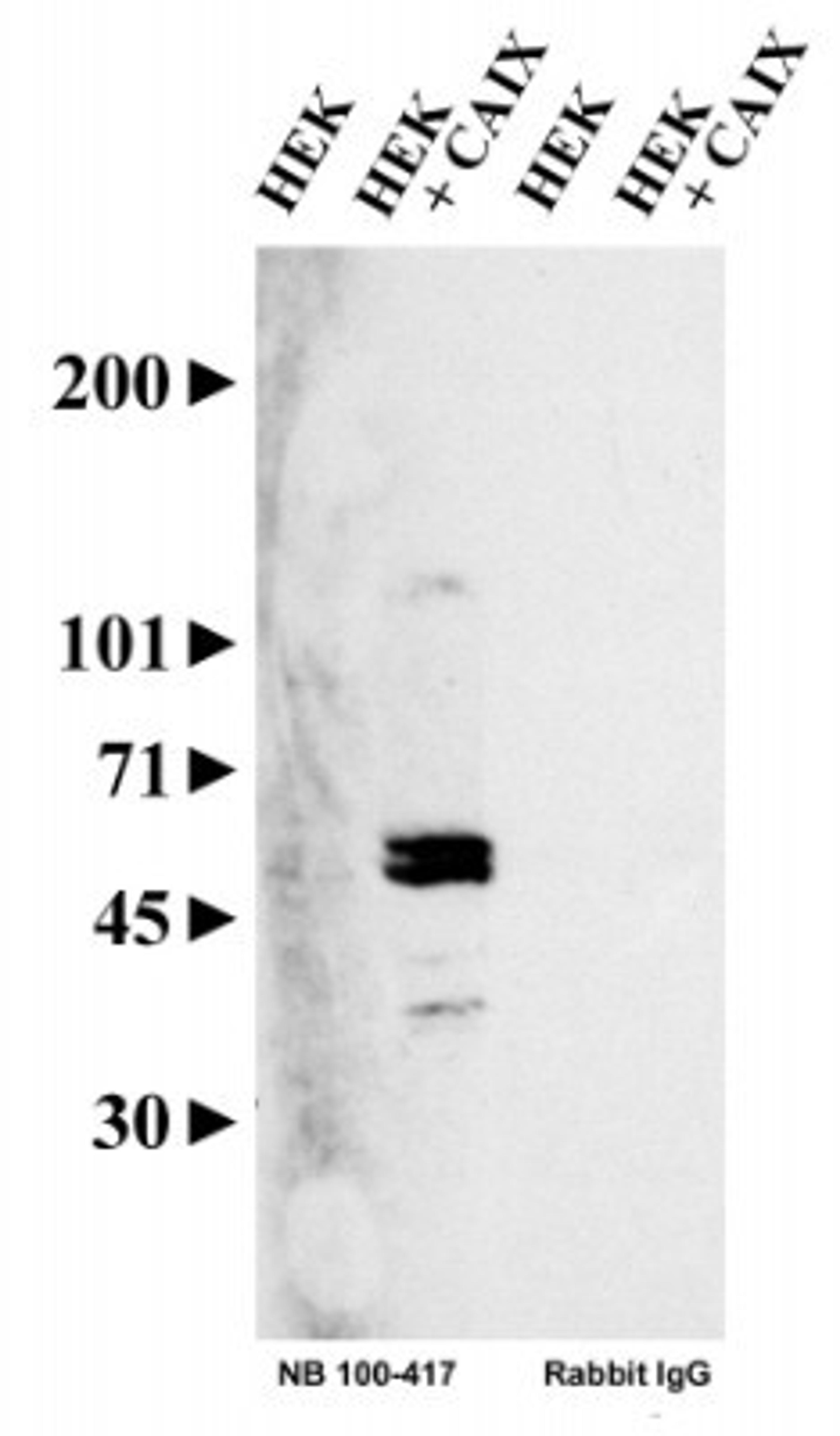 Western Blot: Carbonic Anhydrase IX/CA9 Antibody [NB100-417] - Analysis using the HRP conjugate of NB100-417. Detection of carbonic anhydrase IX in transfected HEK cell lysate using NB 100-417. Rabbit IgG was used as a negative control.