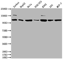 Western Blot. Positive WB detected in: Jurkat whole cell lysate, HepG2 whole cell lysate, Hela whole cell lysate, NIH/3T3 whole cell lysate, K562 whole cell lysate, 293 whole cell lysate, MCF-7 whole cell lysate. All lanes: PIK3CA antibody at 1:1500. Secondary. Goat polyclonal to rabbit IgG at 1/50000 dilution. Predicted band size: 125 kDa. Observed band size: 110 kDa.