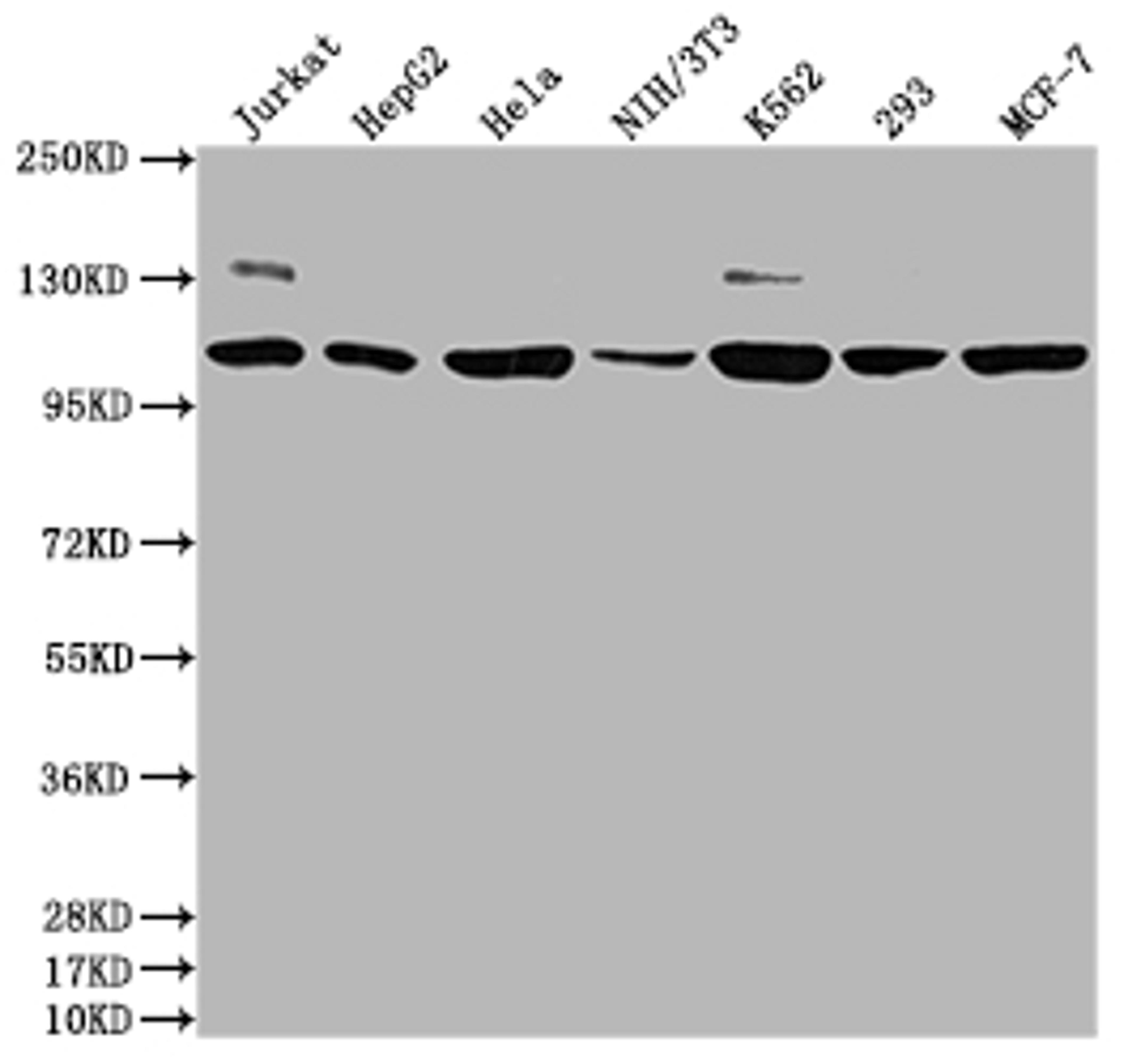 Western Blot. Positive WB detected in: Jurkat whole cell lysate, HepG2 whole cell lysate, Hela whole cell lysate, NIH/3T3 whole cell lysate, K562 whole cell lysate, 293 whole cell lysate, MCF-7 whole cell lysate. All lanes: PIK3CA antibody at 1:1500. Secondary. Goat polyclonal to rabbit IgG at 1/50000 dilution. Predicted band size: 125 kDa. Observed band size: 110 kDa.