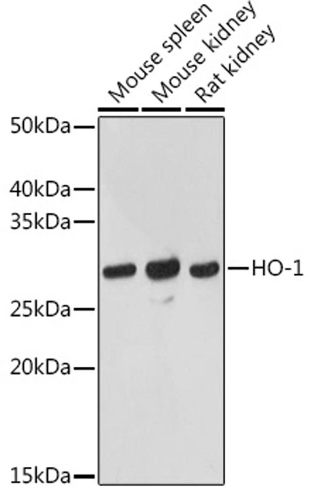 Western blot - HO-1 antibody (A1346)