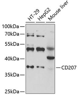 Western blot - CD207 antibody (A6553)