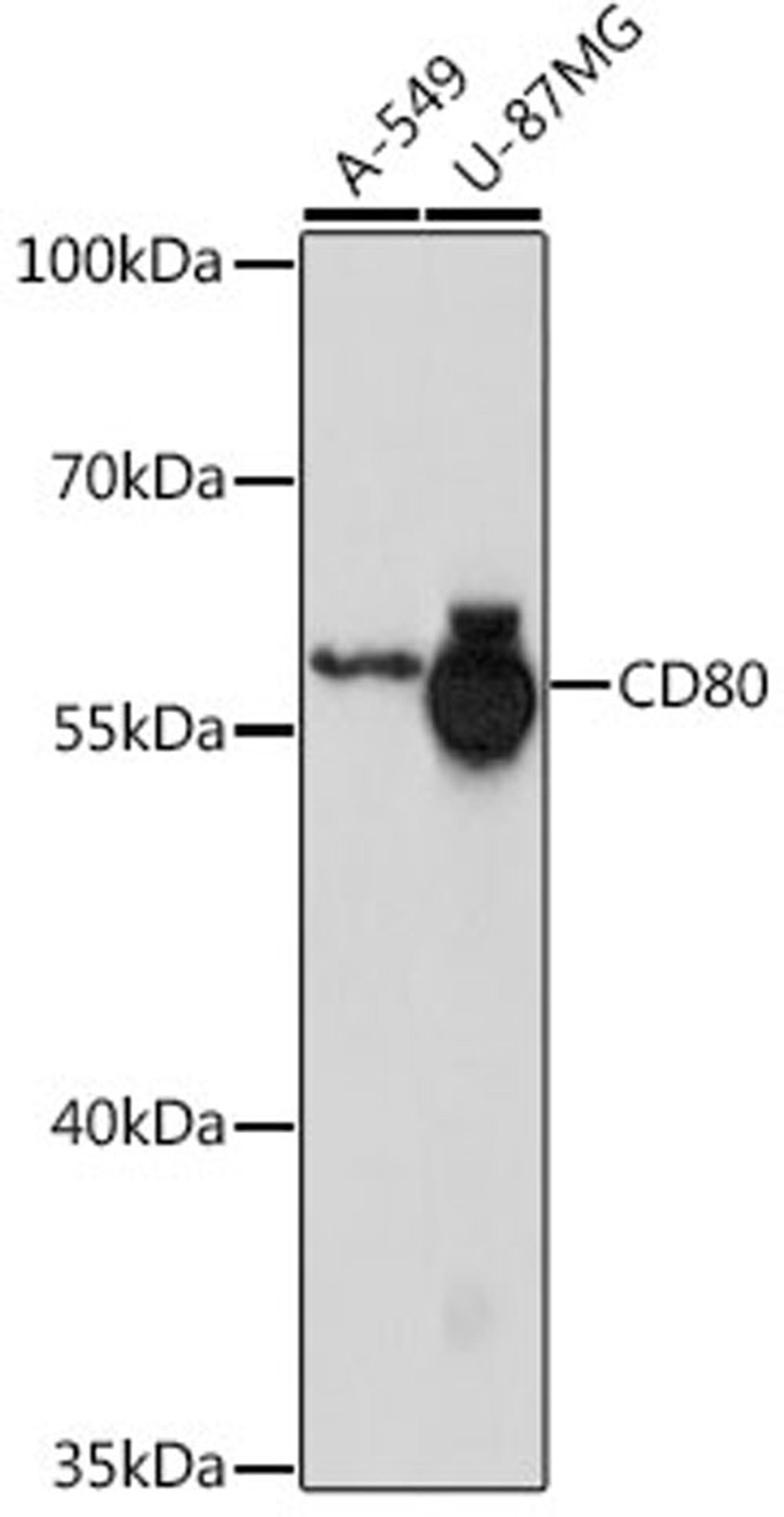 Western blot - CD80 antibody (A16039)