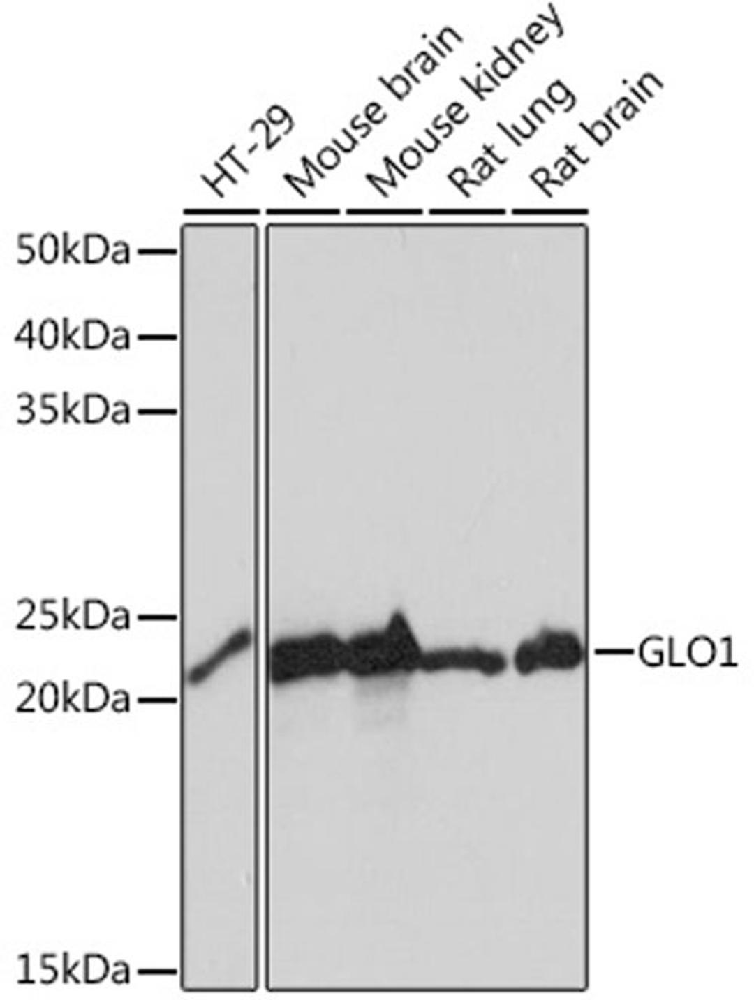 Western blot - GLO1 Rabbit mAb (A4329)