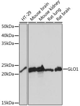 Western blot - GLO1 Rabbit mAb (A4329)