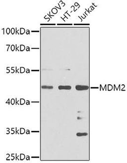 Western blot - MDM2 antibody (A0345)