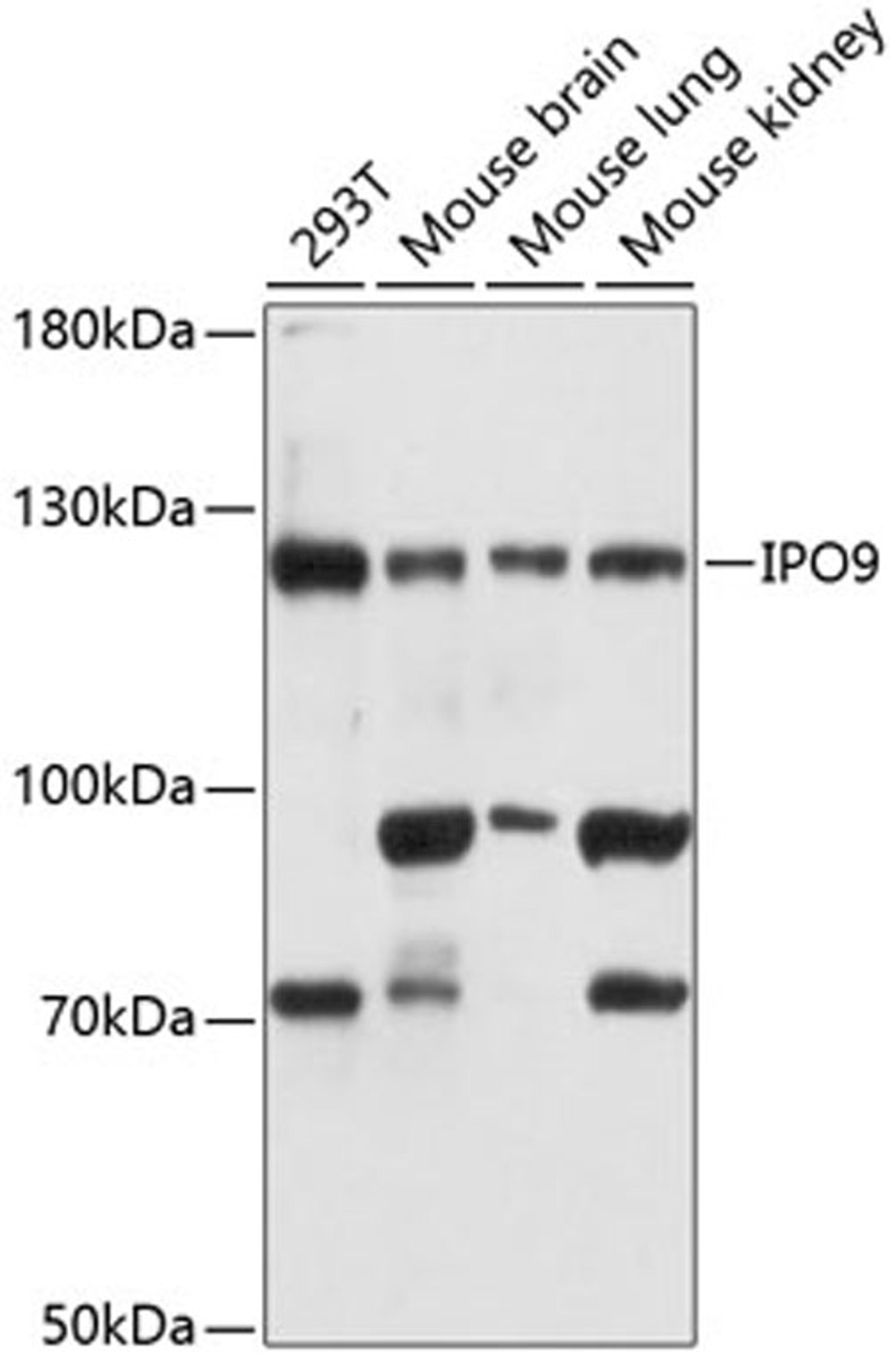 Western blot - IPO9 antibody (A12233)