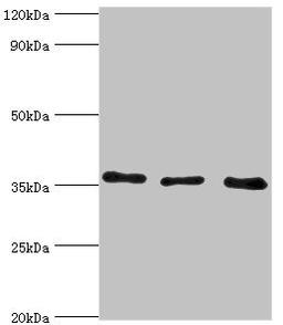 Western blot. All lanes: Annexin A4 antibody at 4ug/ml. Lane 1: 293T whole cell lysate. Lane 2: Hela whole cell lysate. Lane 3: HepG2 whole cell lysate. Secondary. Goat polyclonal to rabbit IgG at 1/10000 dilution. Predicted band size: 36, 28 kDa. Observed band size: 36 kDa.